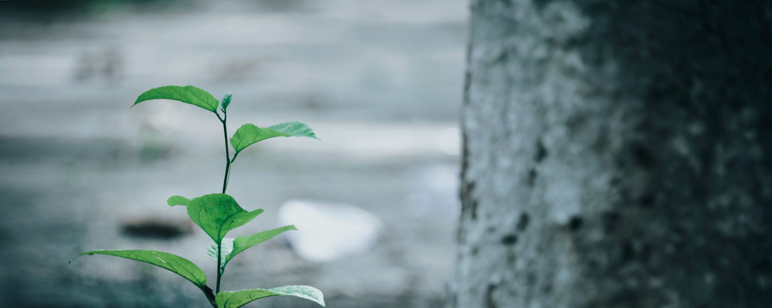 Czy niewypłacalny przedsiębiorca musi składać wniosek o upadłość w czasie epidemii?